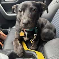 Thumbnail photo of Charlotte (Foster to Adopt) #1