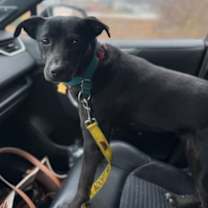 Thumbnail photo of Charlotte (Foster to Adopt) #2
