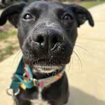 Thumbnail photo of Charlotte (Foster to Adopt) #3