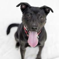 Thumbnail photo of Charlotte (Foster to Adopt) #4