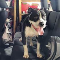 Thumbnail photo of Bennie the Handsome Beefcake #2