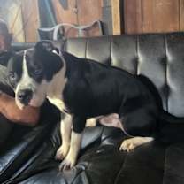 Thumbnail photo of Bennie the Handsome Beefcake #3