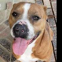 Thumbnail photo of Brocho #1