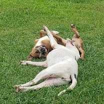 Thumbnail photo of Brocho #3