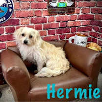 Thumbnail photo of Hermie #1