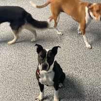 Thumbnail photo of Macy #3