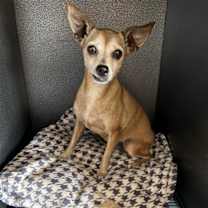 Thumbnail photo of Veronica #1