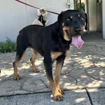 Thumbnail photo of Sadie #3