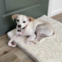 adopt-pet