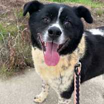 Thumbnail photo of Moonshine aka Moonie #1