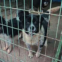 Thumbnail photo of Moonshine aka Moonie #2