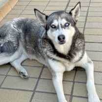 Thumbnail photo of Dixie #1