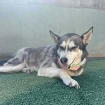 Thumbnail photo of Dixie #3