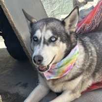 Thumbnail photo of Dixie #4