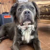 adopt-pet