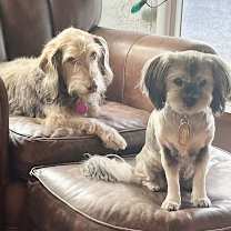 Thumbnail photo of Gidget and Bucky * #2