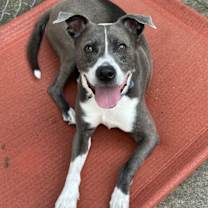 Thumbnail photo of Blue Steele #2