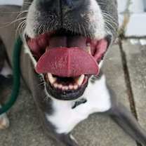 Thumbnail photo of Blue Steele #3