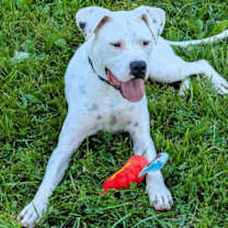 Thumbnail photo of Picasso #3