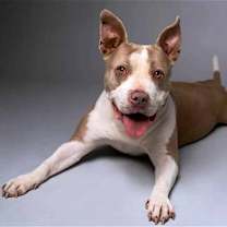 Thumbnail photo of Honey #1