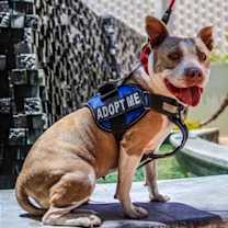 Thumbnail photo of Honey #2