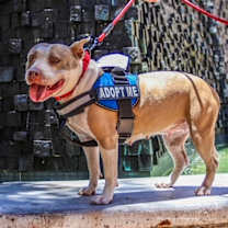 Thumbnail photo of Honey #3