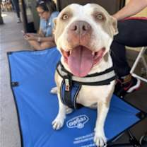 Thumbnail photo of Honey #4