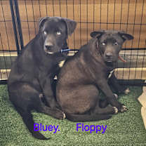 Thumbnail photo of Bluey #2