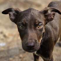 Thumbnail photo of Cadbury #2