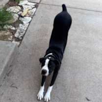 Thumbnail photo of CLOVER #3