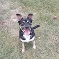 Thumbnail photo of Lila #3