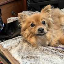 Thumbnail photo of Cameron #2