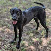 Thumbnail photo of Dusky #3