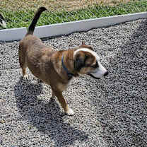Thumbnail photo of Cabela nka Belle #2