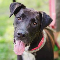 Thumbnail photo of Brock #1