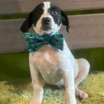 Thumbnail photo of Wilder #3