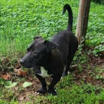 Thumbnail photo of FRANKIE #2