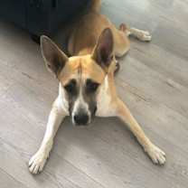 Thumbnail photo of Cali #2