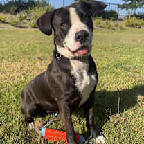 Thumbnail photo of Birdie #1
