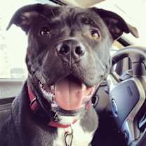 Thumbnail photo of Homer #1