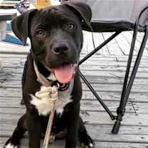 Thumbnail photo of Homer #2