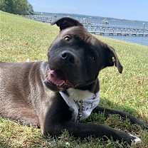 Thumbnail photo of Homer #3