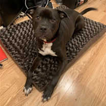 Thumbnail photo of Homer #4