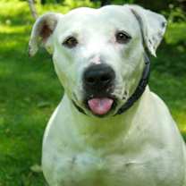 Thumbnail photo of Paisley #3