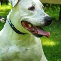 Thumbnail photo of Paisley #4