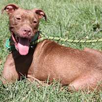 Thumbnail photo of Padme (Spayed) #2