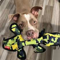 adopt-pet