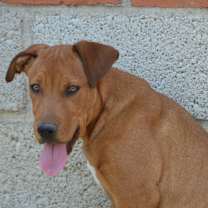 Thumbnail photo of Carmelo #1