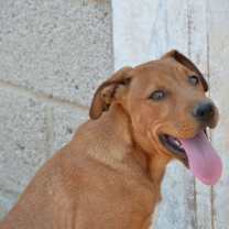 Thumbnail photo of Carmelo #3