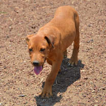 Thumbnail photo of Carmelo #4